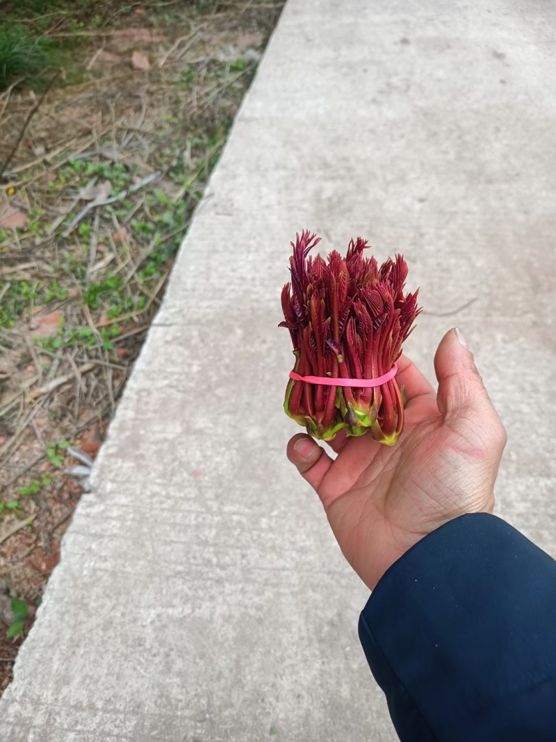 大竹露天香椿芽产地，红油香椿