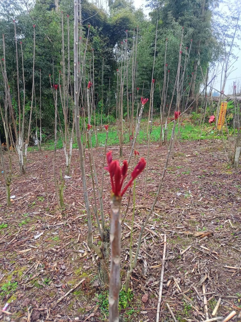 大竹露天香椿芽产地，红油香椿