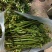 蕨菜、新鲜蕨菜、蕨菜干、新鲜野菜山野菜微菜