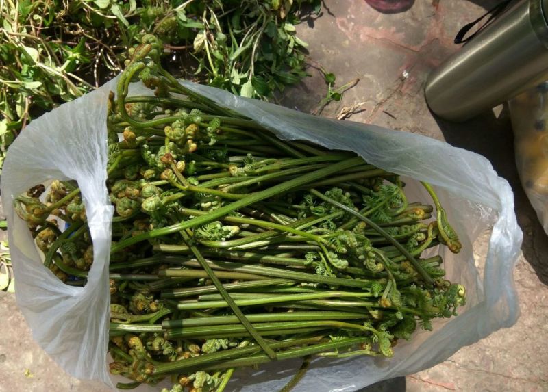蕨菜、新鲜蕨菜、蕨菜干、新鲜野菜山野菜微菜