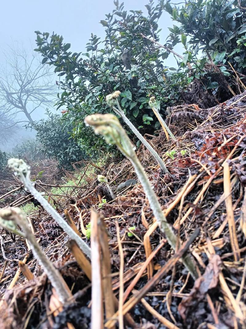 蕨菜、新鲜蕨菜、蕨菜干、新鲜野菜山野菜微菜