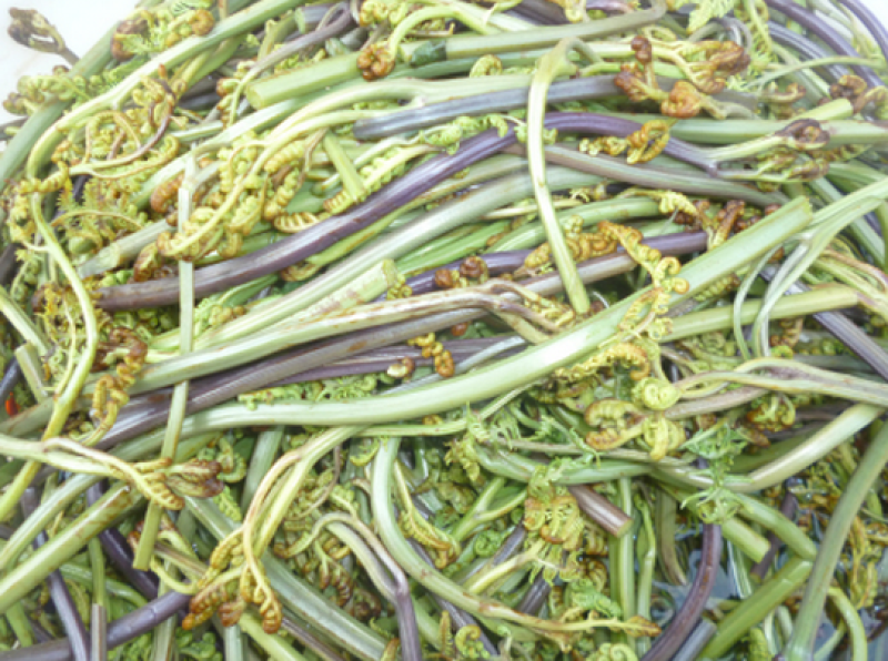 蕨菜、新鲜蕨菜、蕨菜干、新鲜野菜山野菜微菜