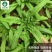 油麦菜种子-大颗甜脆抗热耐寒抗病强稳产适应性广
