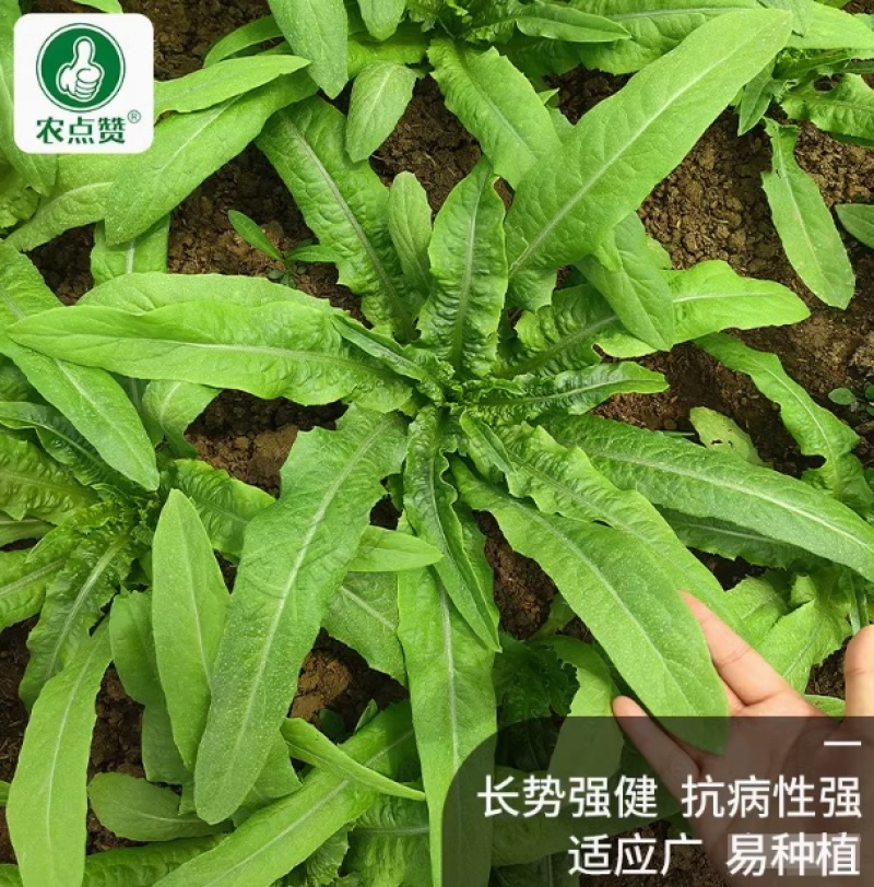 油麦菜种子-大颗甜脆抗热耐寒抗病强稳产适应性广