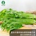 油麦菜种子-大颗甜脆抗热耐寒抗病强稳产适应性广