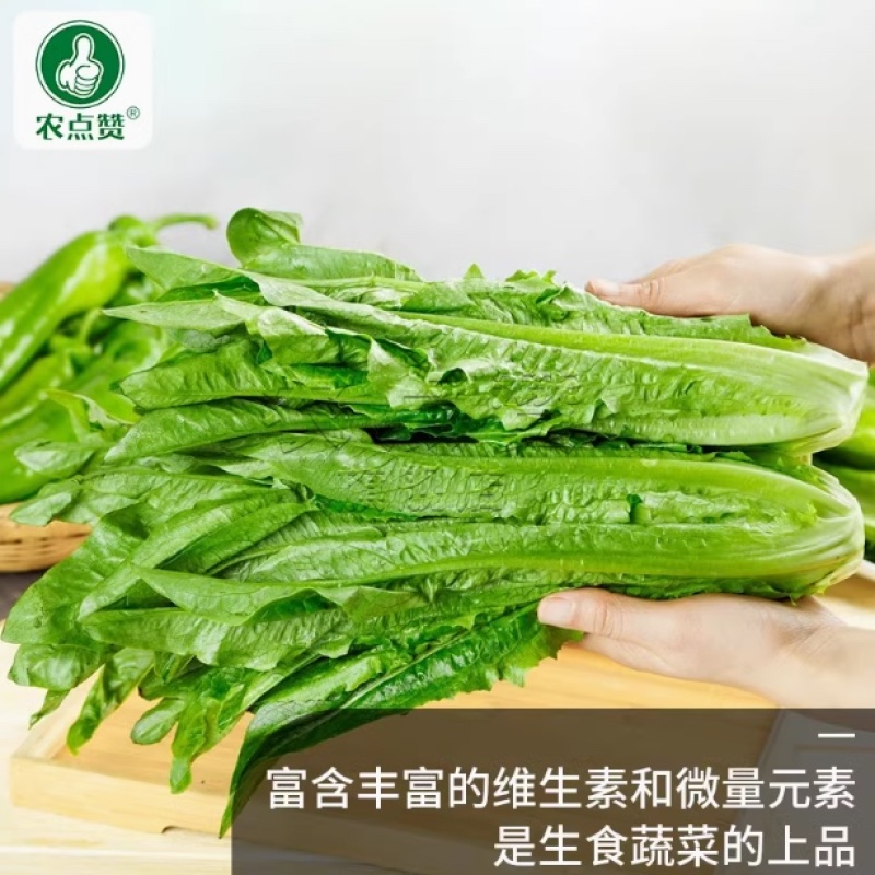 油麦菜种子-大颗甜脆抗热耐寒抗病强稳产适应性广