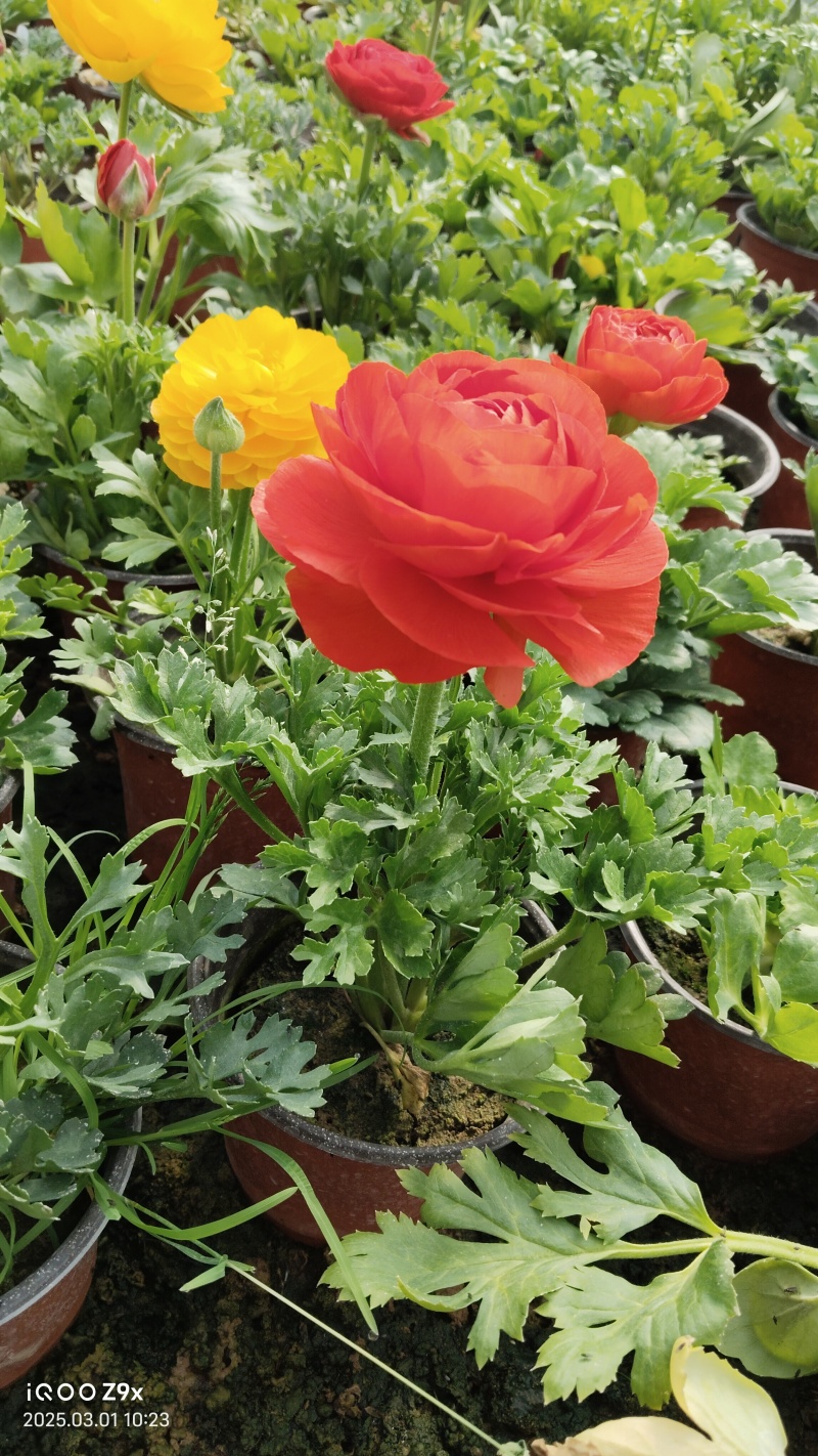 芹叶牡丹