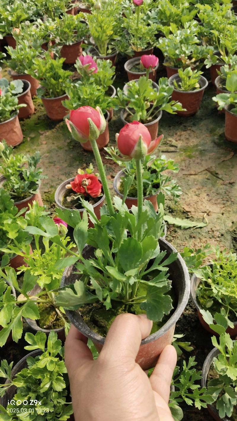 芹叶牡丹