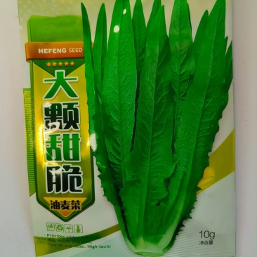 油麦菜种子-大颗甜脆抗热耐寒抗病强稳产适应性广