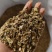 纯两年的白芷种子量大价优规格齐全欢迎来电洽谈合作
