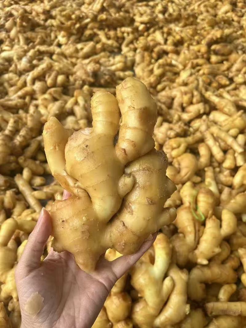 山东精品大黄姜新货上市对接商超量大优惠全国供应