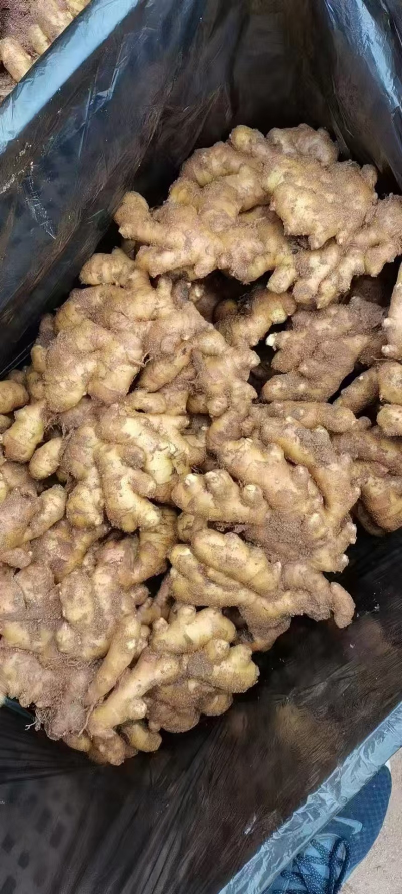 山东精品大黄姜新货上市对接商超量大优惠全国供应