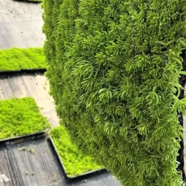 【推荐】江苏佛甲草草坪草一手货源量大价优品质保证