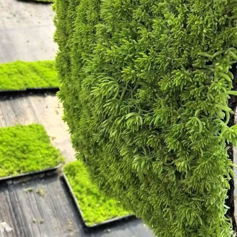 【推荐】江苏佛甲草草坪草一手货源量大价优品质保证