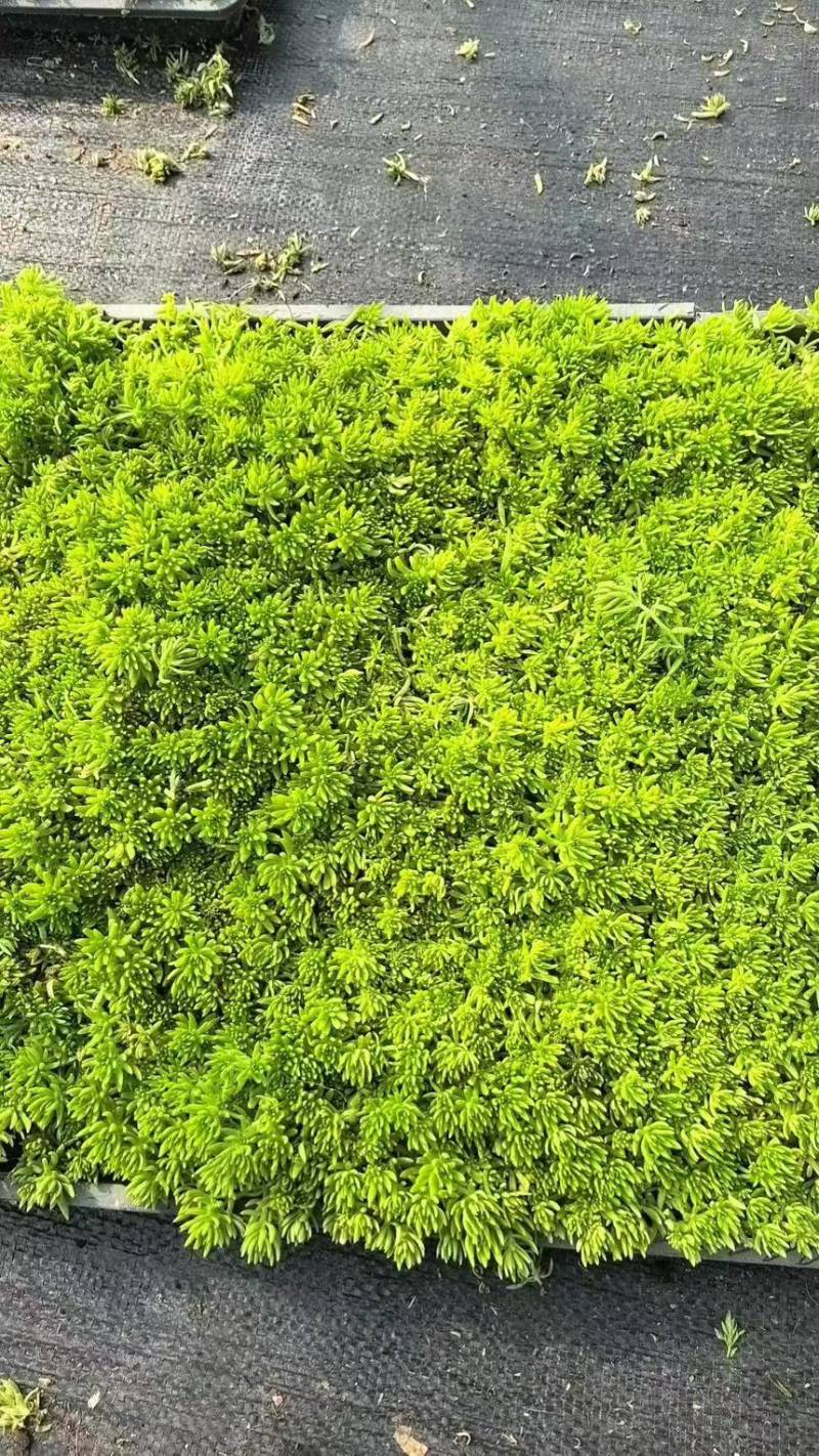 【推荐】江苏佛甲草草坪草一手货源量大价优品质保证