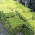 【推荐】江苏佛甲草草坪草一手货源量大价优品质保证