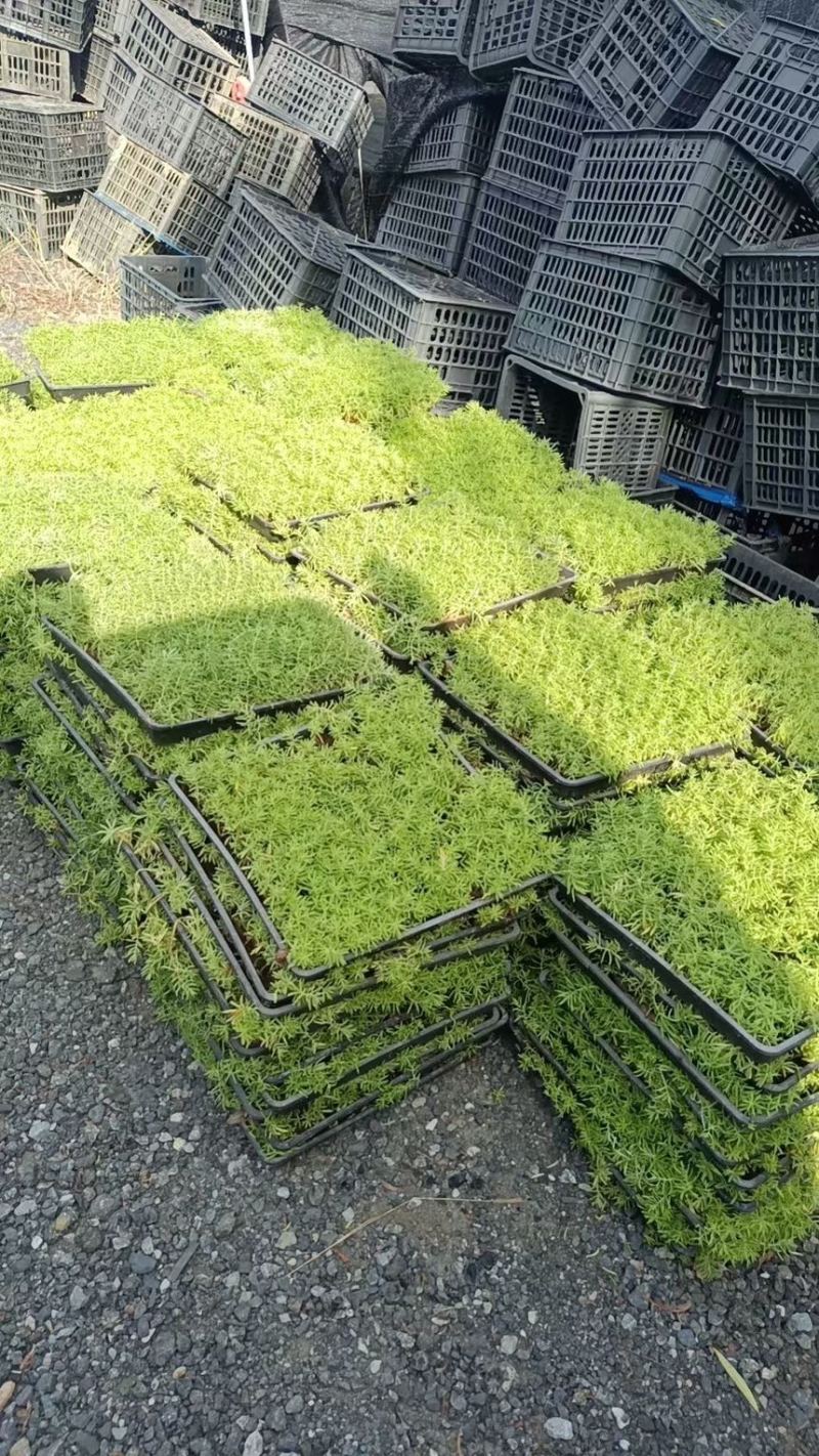 【推荐】江苏佛甲草草坪草一手货源量大价优品质保证