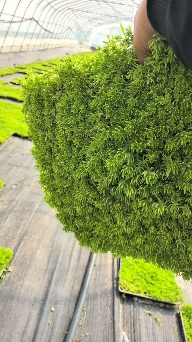 【推荐】江苏佛甲草草坪草一手货源量大价优品质保证