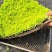 【推荐】江苏佛甲草草坪草一手货源量大价优品质保证