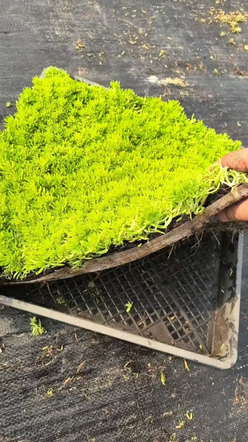 【推荐】江苏佛甲草草坪草一手货源量大价优品质保证