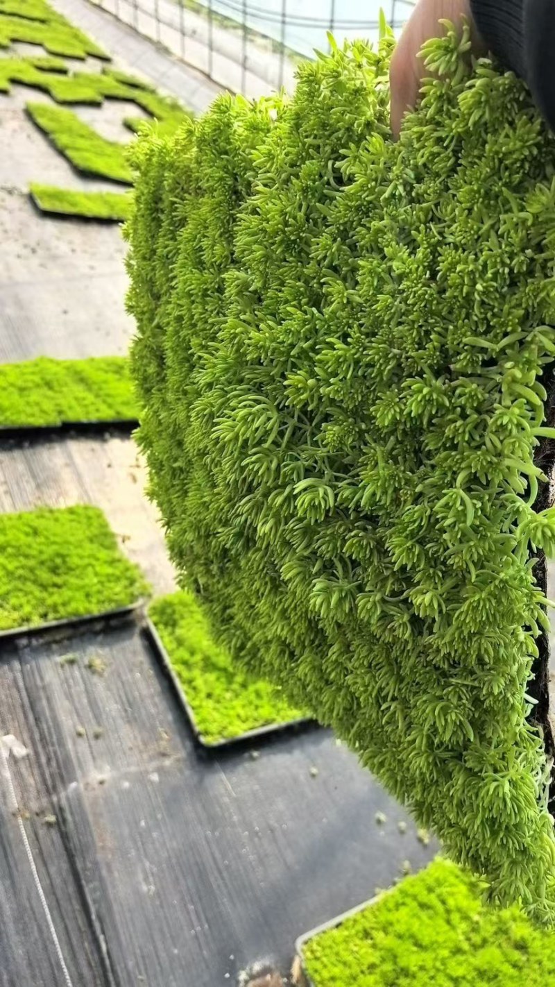 【推荐】江苏佛甲草草坪草一手货源量大价优品质保证