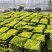 【推荐】江苏佛甲草草坪草一手货源量大价优品质保证