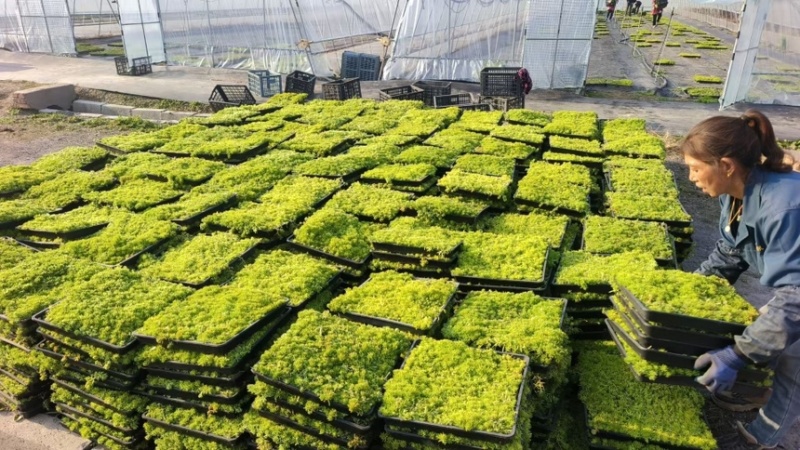 【推荐】江苏佛甲草草坪草一手货源量大价优品质保证