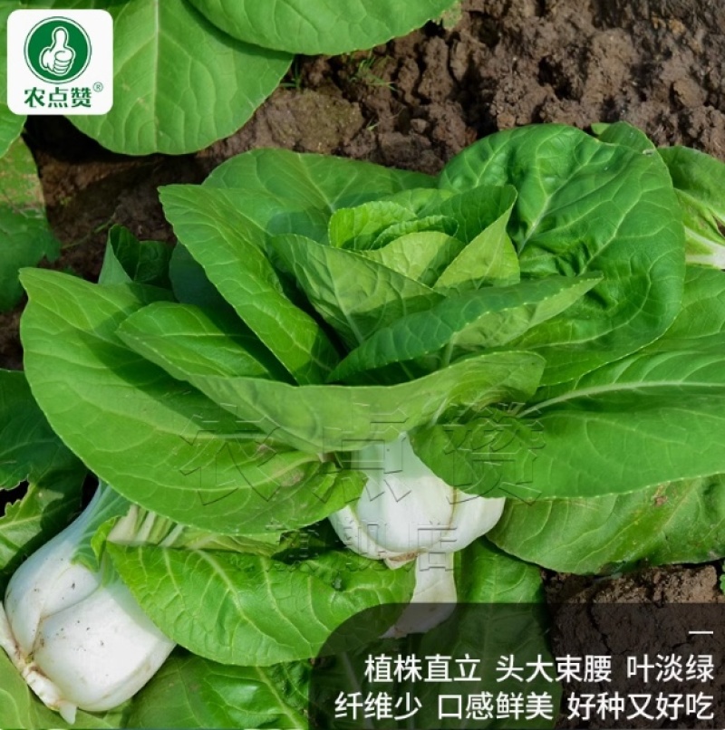 矮箕苏州青种子-矮脚形状美观头大束腰质嫩味美耐寒