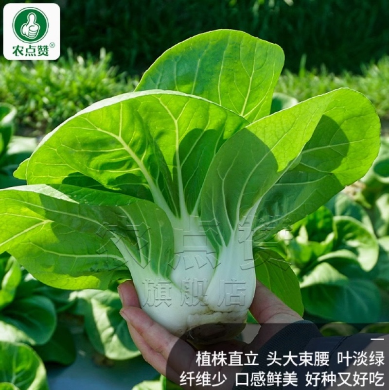 矮箕苏州青种子-矮脚形状美观头大束腰质嫩味美耐寒