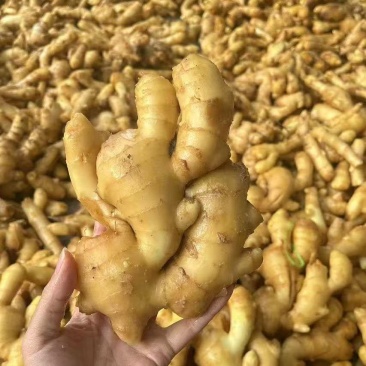 山东精品大黄姜新货上市对接商超量大优惠全国供应