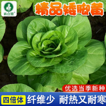 矮箕苏州青种子-矮脚形状美观头大束腰质嫩味美耐寒