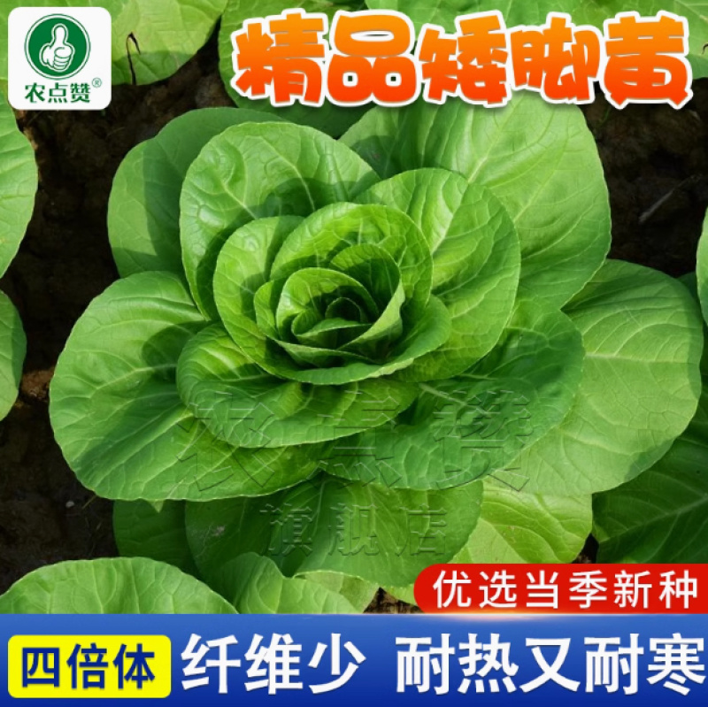 矮箕苏州青种子-矮脚形状美观头大束腰质嫩味美耐寒