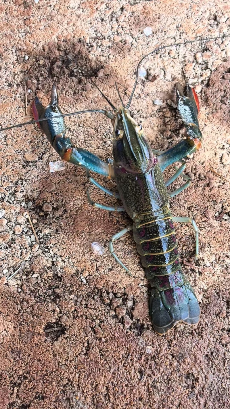 奥龙蓝龙虾澳洲淡水蓝龙虾通货全国空运直达