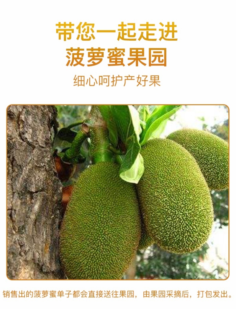 菠萝蜜/海南菠萝蜜/产地货源/质量三包/欢迎采购