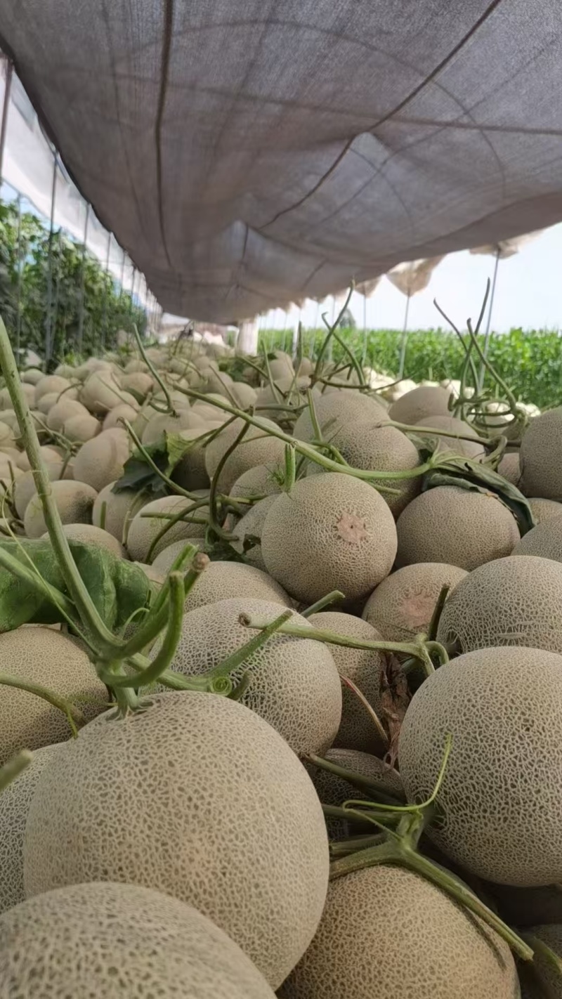 精品网纹蜜瓜网纹瓜糖度高口感脆可对接各大电商平台