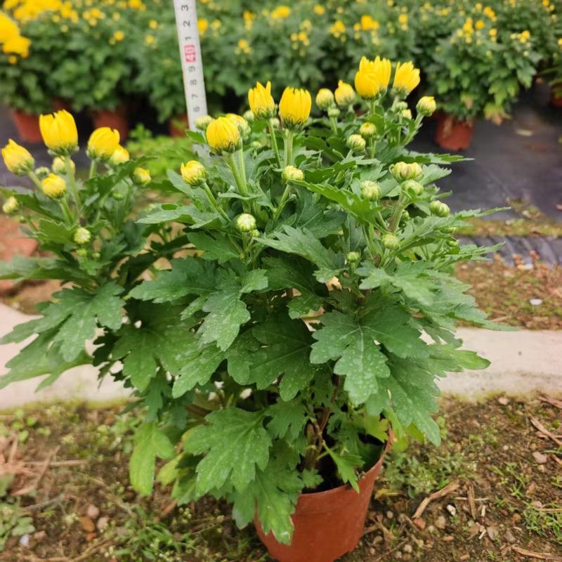 清明菊黄菊160杯6.5一盆20装一箱基地直发实物实拍图