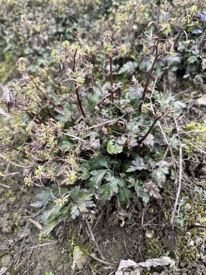 四川高山黄连，鲜货一斤45