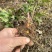 四川高山黄连，鲜货一斤45