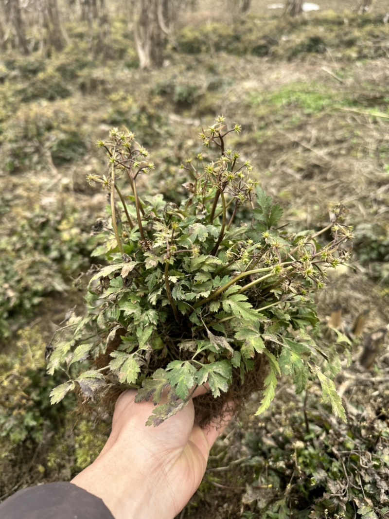 四川高山黄连，鲜货一斤45