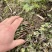 四川高山黄连，鲜货一斤45