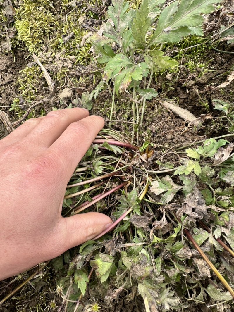 四川高山黄连，鲜货一斤45