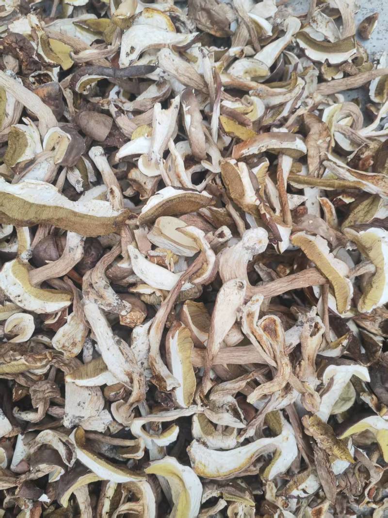 白牛肝菌（美味牛肝菌）