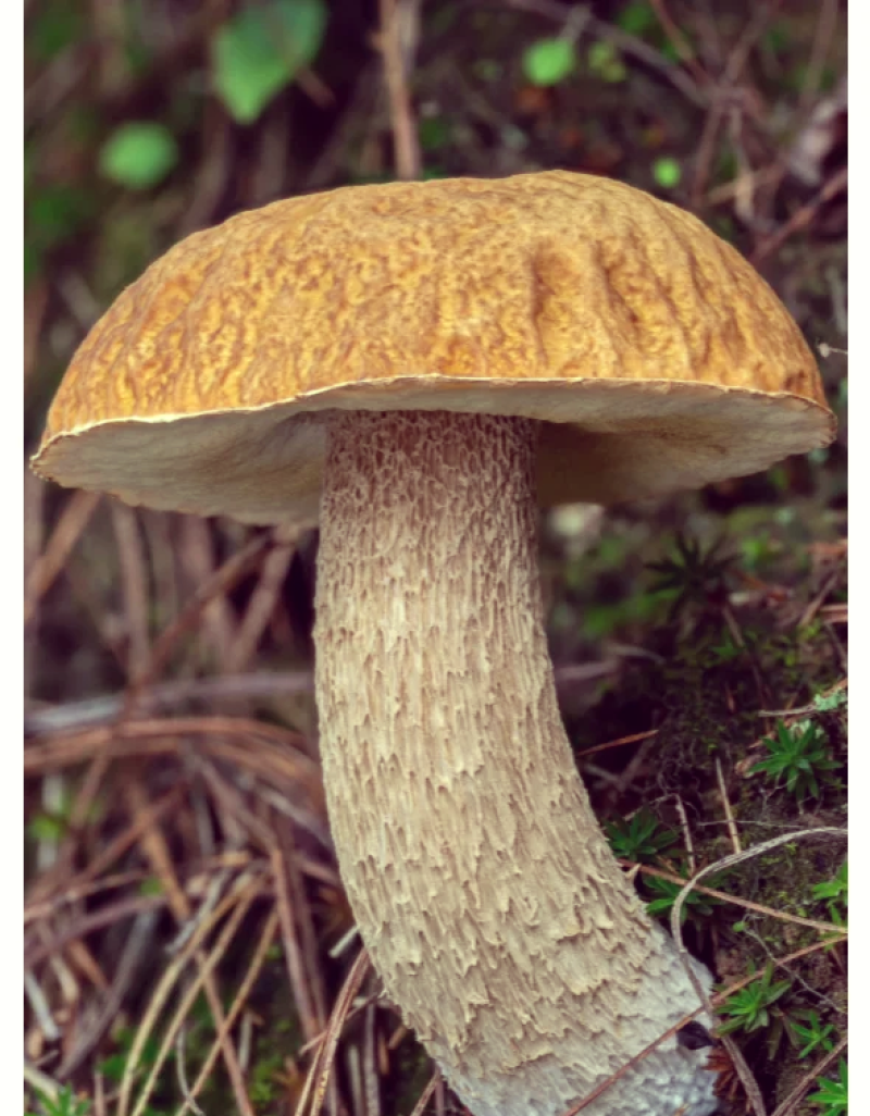 白牛肝菌（美味牛肝菌）