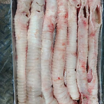 牛喉管肺管