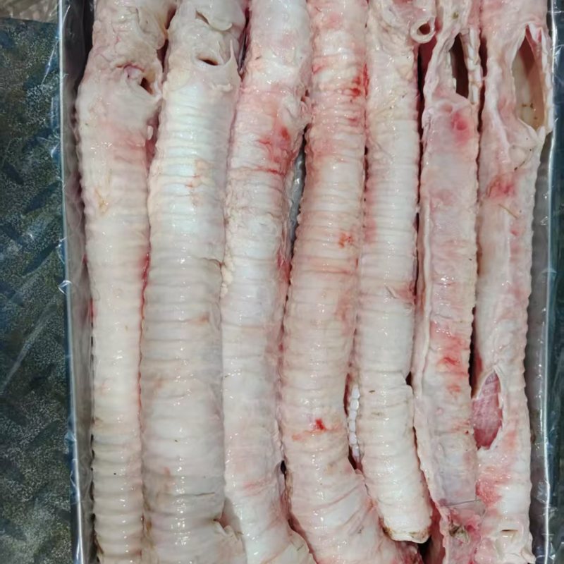 牛喉管肺管