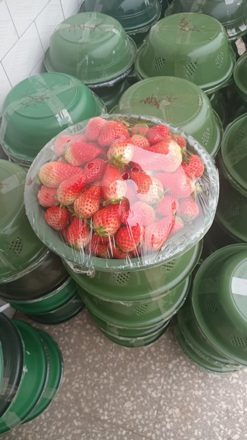 眉县大棚草莓大量上市欢迎各位老板前来看货订购