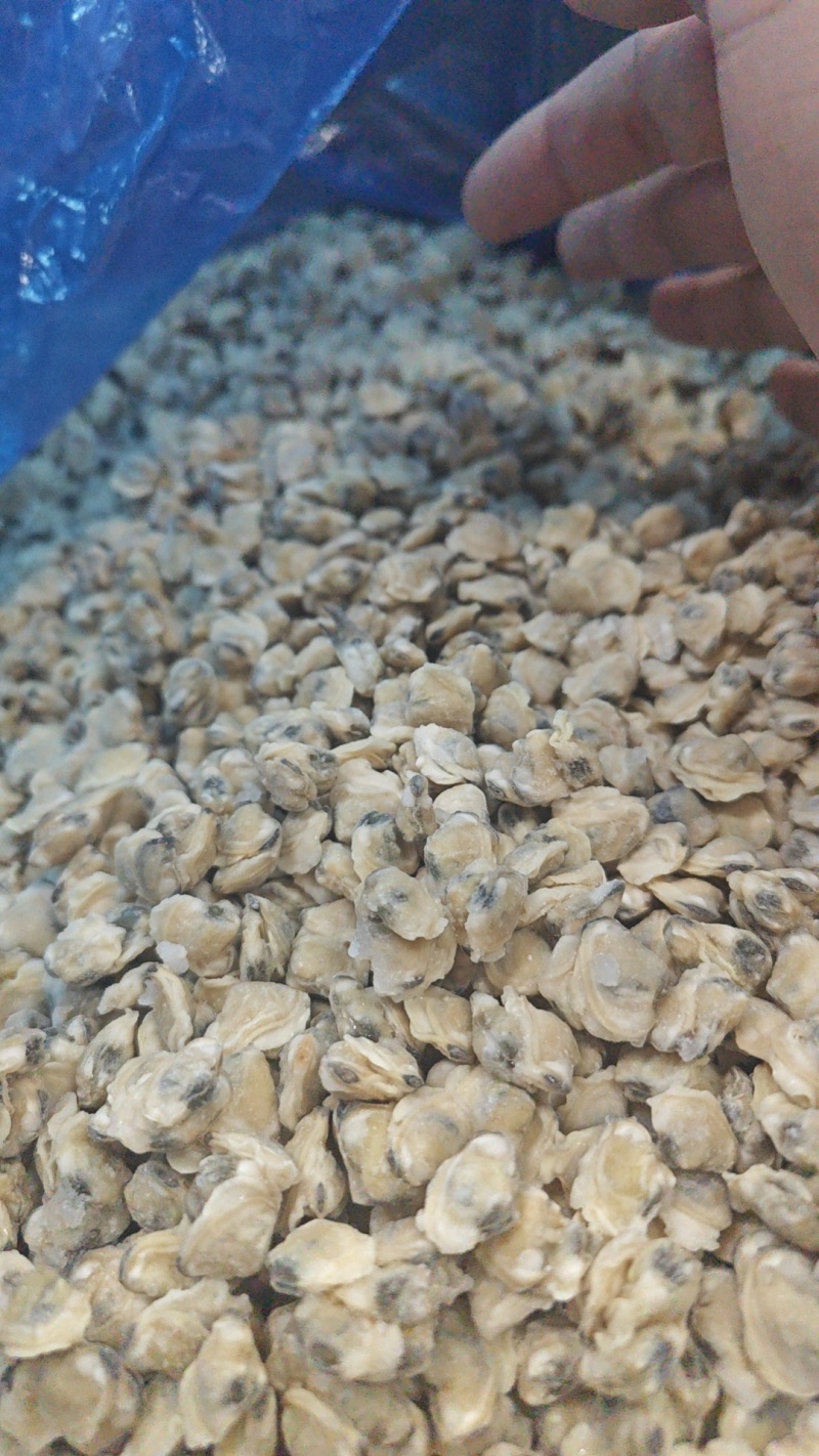 海瓜子肉，孟哈肉，辽宁东港现货供应海瓜子肉，孟哈肉，辽宁