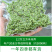 四川特产鲜藤椒特香特麻鲜花椒新鲜生花椒重庆麻椒家用散装青