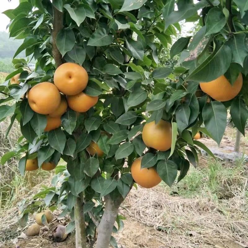 河北晚秋黄梨树苗规格齐全品种保证量大价优欢迎来电