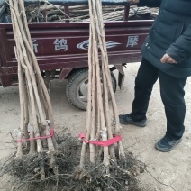柿子树